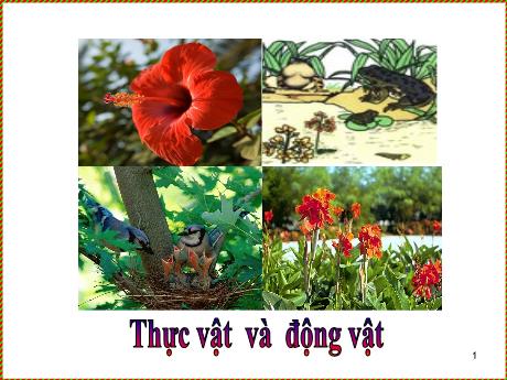 Bài giảng Khoa học Lớp 5 - Bài 51: Cơ quan sinh sản của thực vật có hoa