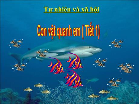 Bài giảng Tự nhiên và Xã hội Lớp 3 (Kết nối tri thức) - Chủ đề 4: Thực vật và động vật - Bài 15: Con vật quanh em (Tiết 1)